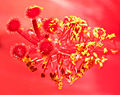 Fleur d'hibiscus (focus stacking)