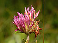 2013-06-27 21-49-40-Trifolium.jpg