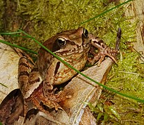 Une grenouille rousse, en Allemagne