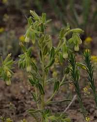 Onosma arenaria