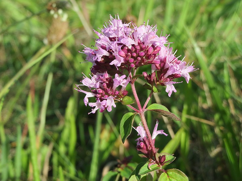 File:20140827Origanum vulgare6.jpg