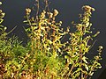 Gewöhnlicher Wasserdost (Eupatorium cannabinum)