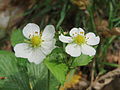 Fragaria vesca