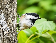 Mésange à tête noire