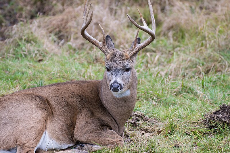 File:2016-11 zoo sauvage de Saint-Félicien - Odocoileus virginianus 01.jpg