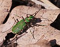 Feld-Sandlaufkäfer - Cicindela campestris