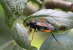 cf. Hoplismenus terrificus