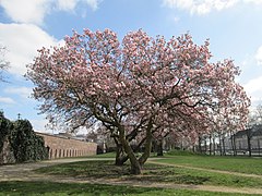 20190326 Magnolia × soulangeana 2.jpg