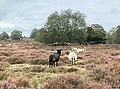 Miniatuurafbeelding voor de versie van 19 sep 2019 20:56