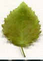 * Nomination Populus tremula. Leaf adaxial side. --Knopik-som 01:00, 9 August 2021 (UTC) * Promotion  Support Good quality -- Johann Jaritz 02:49, 9 August 2021 (UTC)