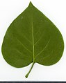 * Nomination Syringa vulgaris. Leaf abaxial side. --Knopik-som 21:15, 14 October 2021 (UTC) * Promotion  Support Good quality. --Ermell 22:40, 14 October 2021 (UTC)