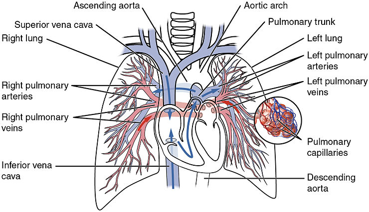 The pulmonary circulation as it passes from the heart. Showing both the pulmonary and bronchial arteries.