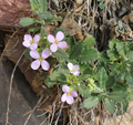 Huseník (Arabis) je výraznou kvetoucí trvalkou vhodnou pro suchá stanoviště. (Gyrec Brno)