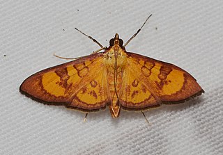 <i>Prenesta</i> Genus of moths
