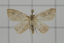 Photograph of the pinned moth with creamy coloured wings