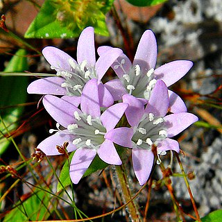 <i>Richardia grandiflora</i> Species of plant