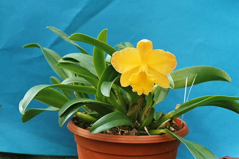 File:A and B Larsen orchids - Potinara Free Spirit Roc 1022-24.jpg