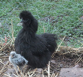 Una gallina silkie negra i un pollet no silkie. La raça és coneguda per les seves habilitats d'incubació i criança