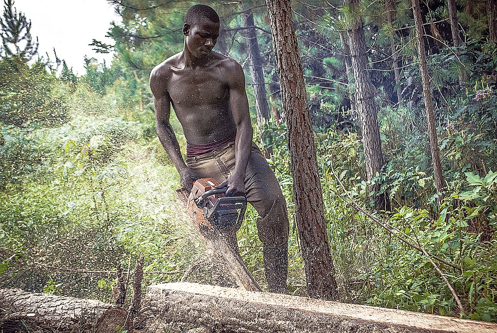 File:Legal wood cutting.JPG - Wikimedia Commons