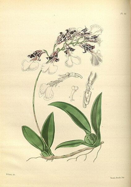 File:A second century of orchidaceous plants (Pl 110) BHL35712708.jpg