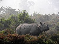 Rhino Portal on WikiAnimal
