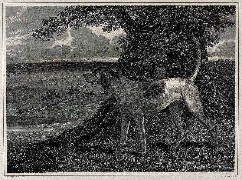File:A stag hound is looking down into a valley where a large hun Wellcome V0021824.jpg