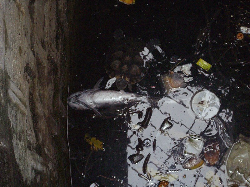 File:A turtle feeding on a dead fish in a well.(Friday 5-10-2012).jpg