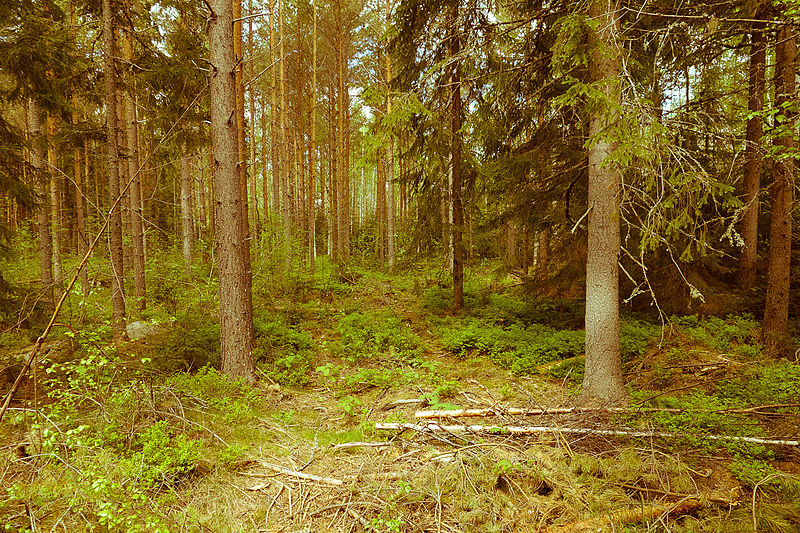 File:A walk in the woods (9162109840).jpg