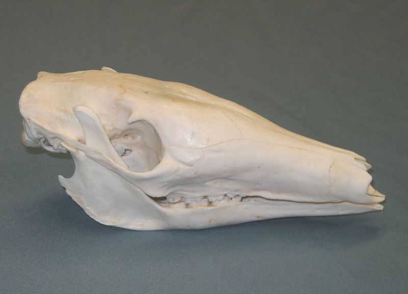 File:Aardvark skull.JPG