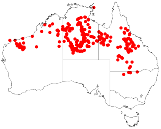 <i>Acacia cowleana</i> Species of legume