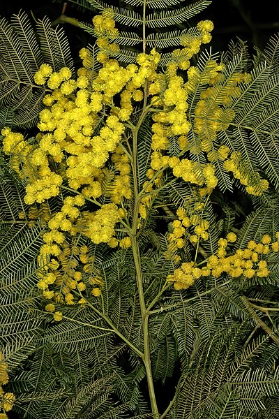 File:Acacia decurrens 1DS-II 2-0034.jpg