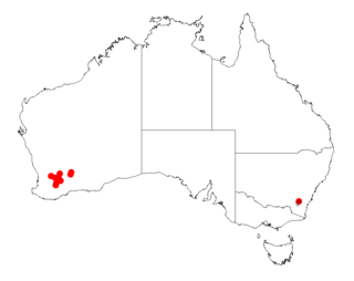 <i>Acacia inophloia</i> Species of legume