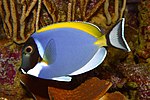 Miniatura para Acanthurus leucosternon