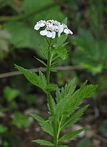 Miniatura para Achillea macrophylla