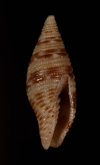 <i>Acromargarita kilburni</i> Species of gastropod