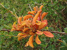 The plant pathogen Puccinia magellanicum (calafate rust) causes the defect known as witch's broom, seen here on a barberry shrub in Chile. Aecidium magnellanicum.jpg