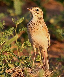 African Pipit, Anthus cinnamomeus, at Mapungubwe National Park, Limpopo, South Africa (18127364000), crop.jpg