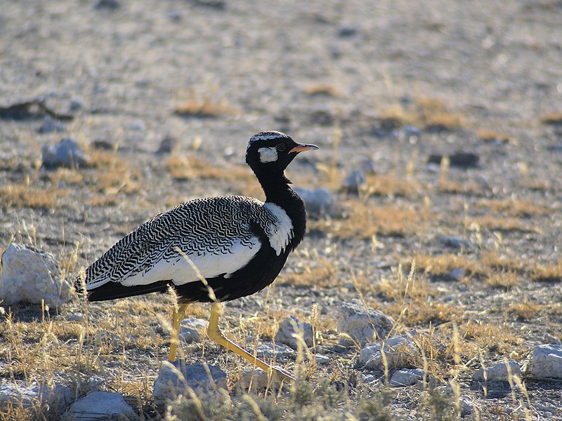 File:Afrotis afraoides etoschae.jpg