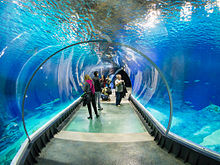 The largest tank of the Afrykarium in Wroclaw shows the depths of the Mozambique Channel, where sharks, rays, and other large pelagic fish can be viewed from this 18 meter long underwater acrylic tunnel. Afrykarium tunel.jpg