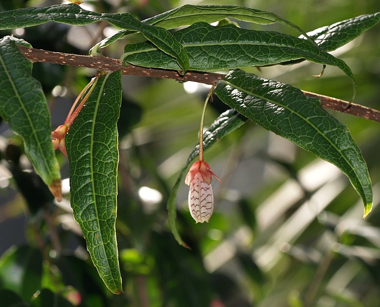 File:Agapetes.incurvata.1.jpg