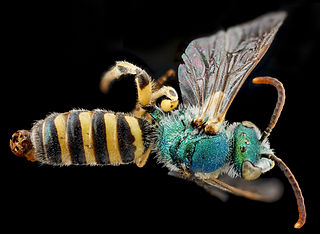 <i>Agapostemon angelicus</i> Species of bee