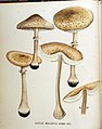 Agaricus gracilentus — Flora Batava — Volume v18.jpg