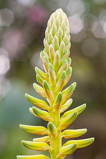 Maguey flower