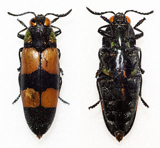 <i>Agelia</i> Genus of beetles