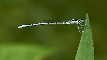 Agriocnemis pieris, uma espécie de libélula da família Coenagrionidae, que habita os pântanos da Índia. (definição 6 000 × 3 375)