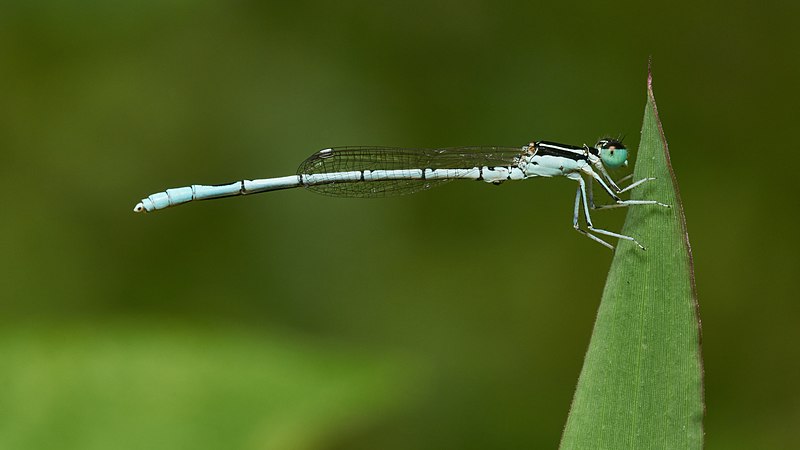 File:Agriocnemis pieris-Kadavoor-2016-11-26-001.jpg