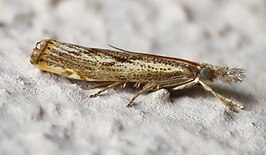 Agriphila tolli