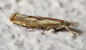 Agriphila tolli 50495957.jpg