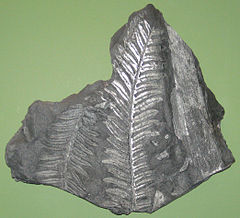 Fossilized fronds of the Carboniferous-Early Cretaceous seed fern Alethopteris Alethopteris PAMuseum.jpg