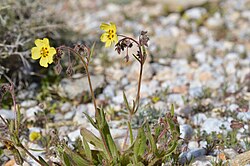 Tuberaria Guttata